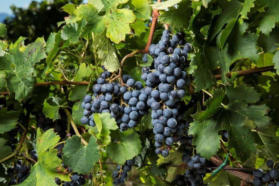 Exclusive Chianti Rufina Half-Day with lunch from Florence - Tenuta Bossi: Lunch With Km 0 Products Plus More Wine Time